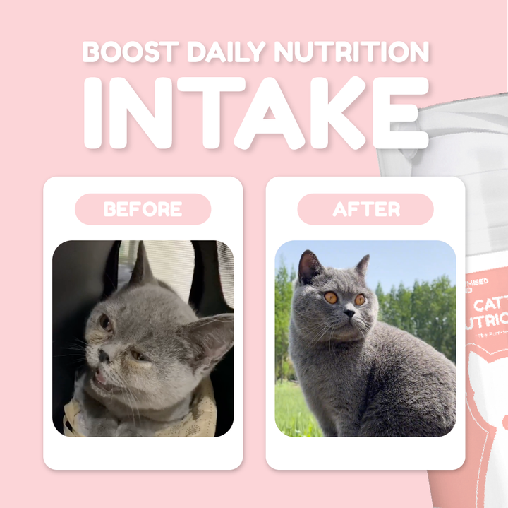 Catty NutriCrème - Emulsified Multivitamin