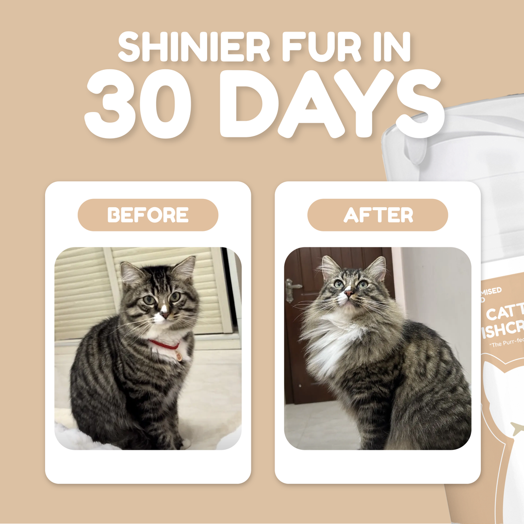 Catty FishCrème - Emulsified Fish Oil