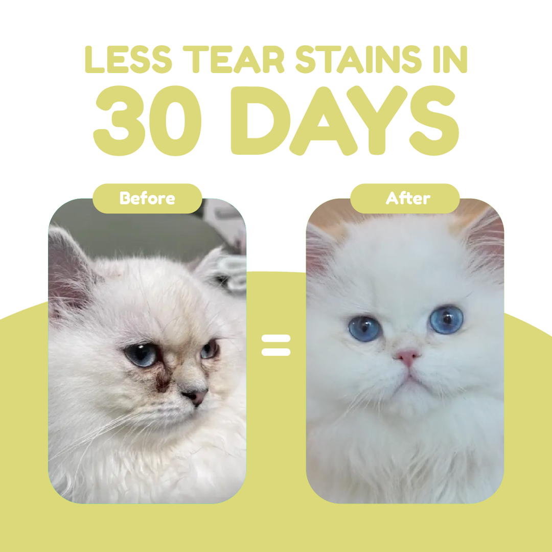 Catty Munchies - Functional Series