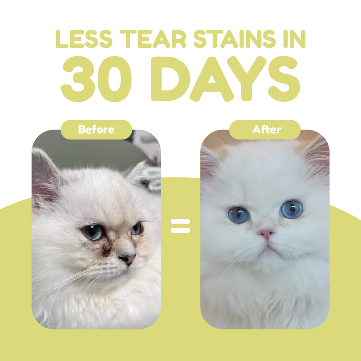 Catty Munchies - Functional Series